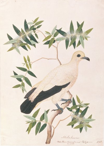 Pied Imperial Pigeon, from Drawings of Birds from Malacca, c.1805-18 by Chinese School